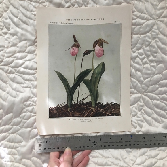 Orchid Antique Botanical Plant Print Original - Picture 1 of 8